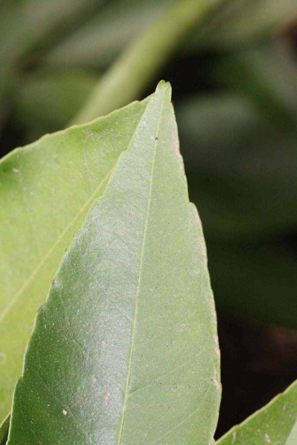              Margin (Winter Haven, FL)       